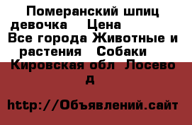 Померанский шпиц девочка  › Цена ­ 50 000 - Все города Животные и растения » Собаки   . Кировская обл.,Лосево д.